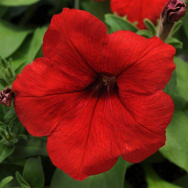 PETUNIA EZ RIDER RED