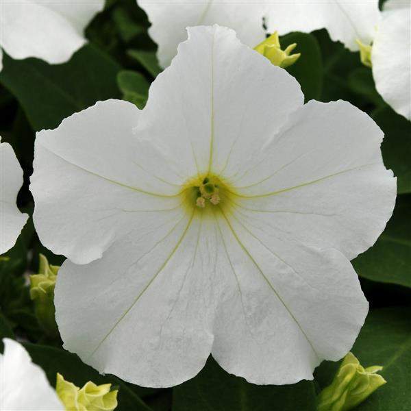 PETUNIA EZ RIDER WHITE