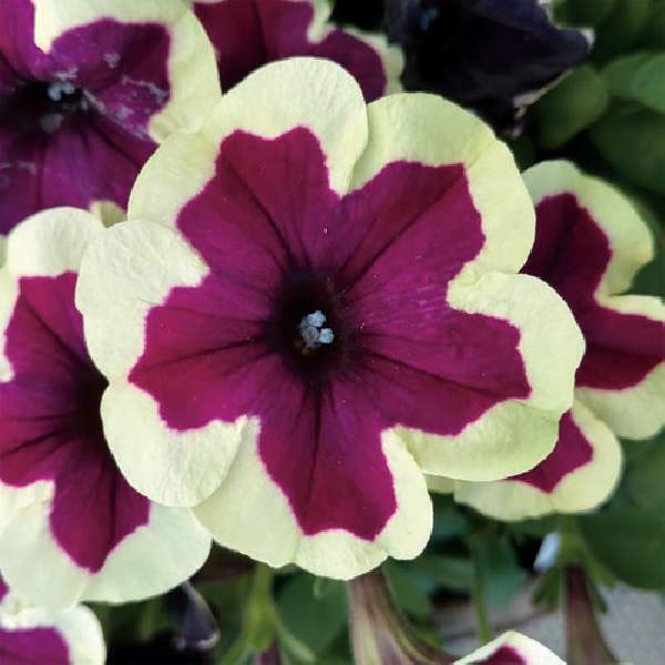 PETUNIA CRAZYTUNIA FRENCH KISS