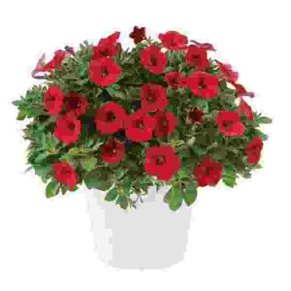 PETUNIA LITTLETUNIA BRIGHT RED