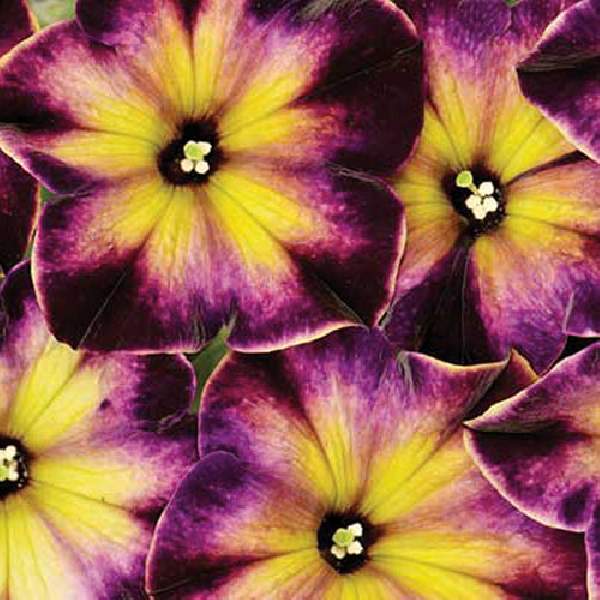 petunia-moonstruck-petunia.jpg