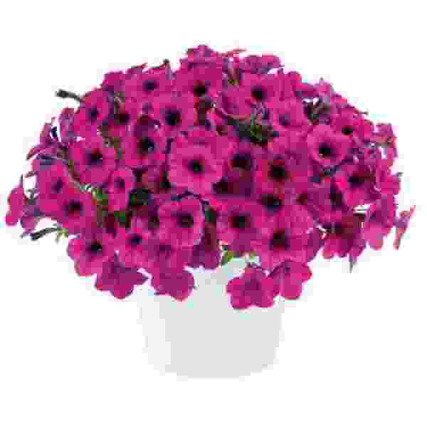PETUNIA RAY FUCHSIA