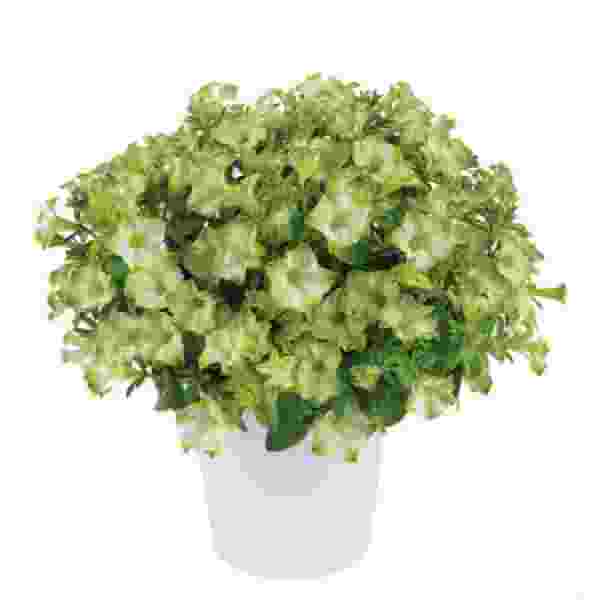 PETUNIA RAY PISTACHIO CREAM