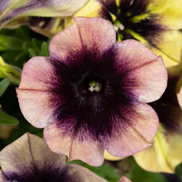 Petunia Ray Shadow