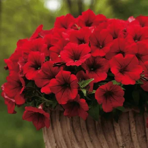 PETUNIA SURFINIA DEEP RED