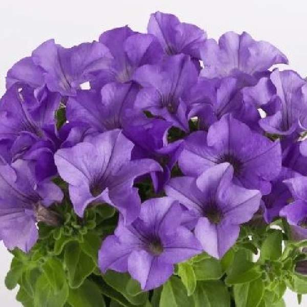 PETUNIA SURFINIA HEAVENLY BLUE