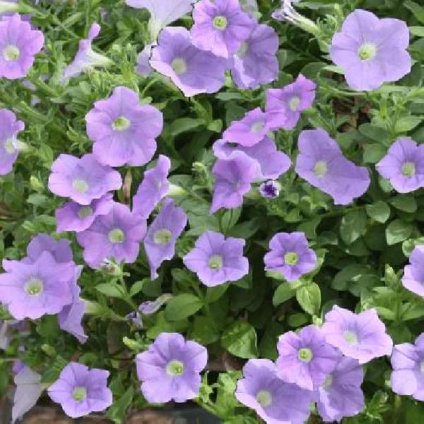 PETUNIA SURFINIA SKY BLUE