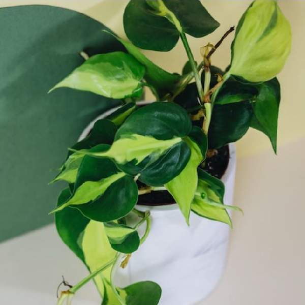 Philodendron