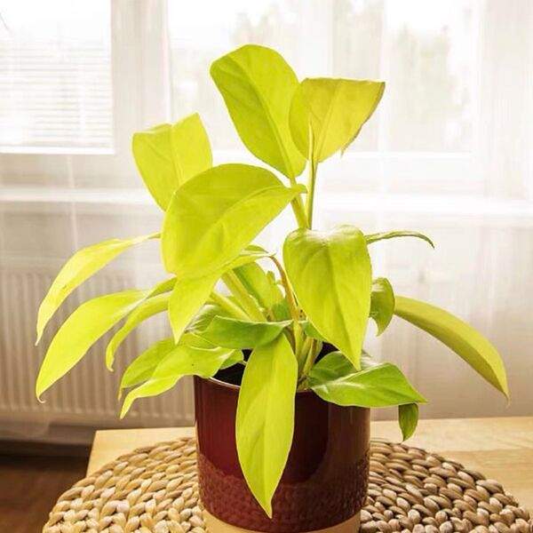 philodendron-malay-gold-(lemon)-lime)-philodendron-1706647839.jpg