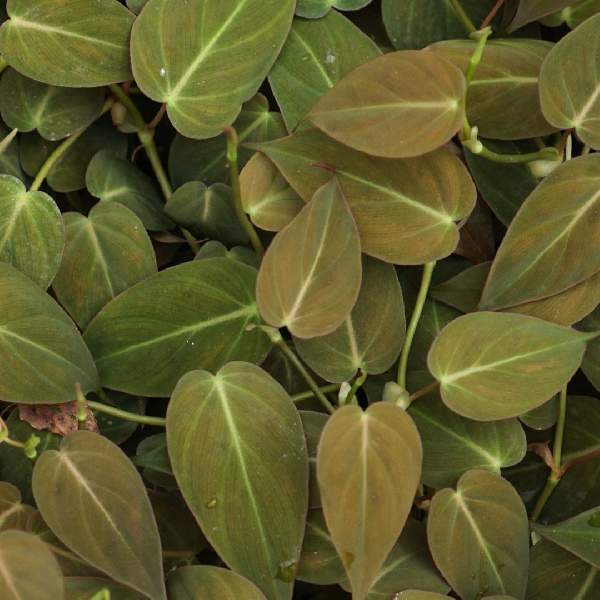 Philodendron Micans