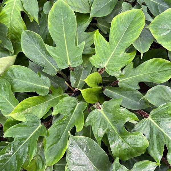 philodendron-squamiferum-philodendron-1706648088.jpg