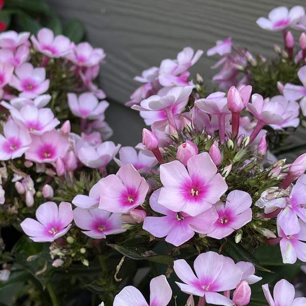 Phlox