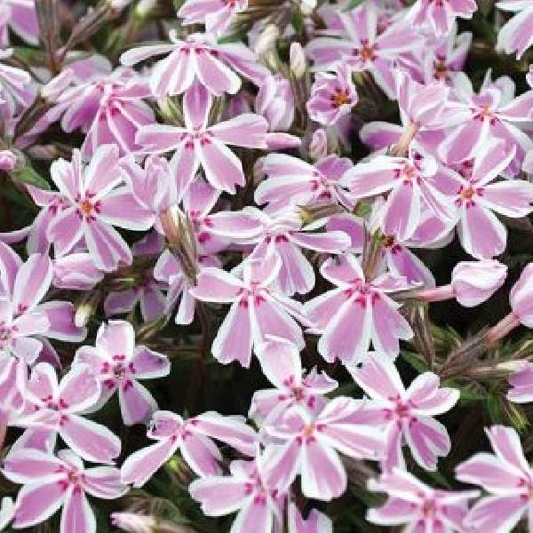 PHLOX CANDY STRIPE