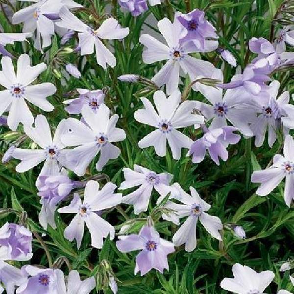 PHLOX EMERALD CUSHION BLUE