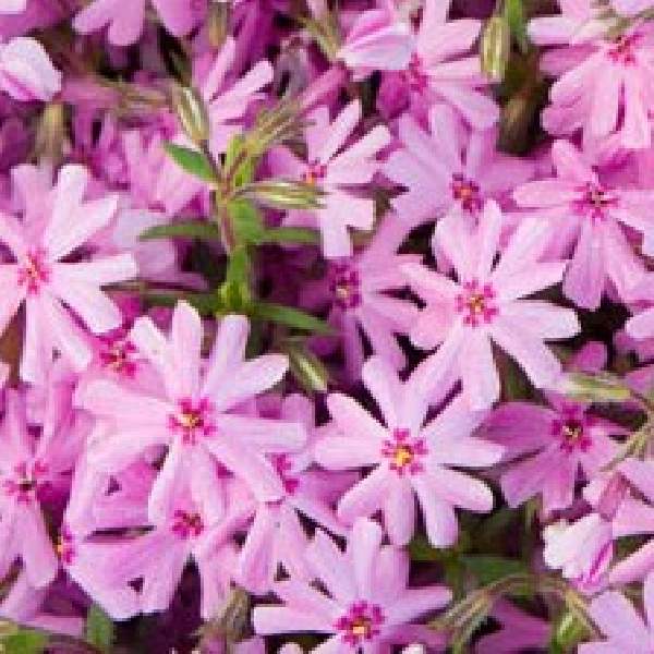 PHLOX EMERALD PINK