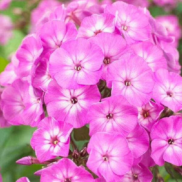 PHLOX FAMOUS PURPLE IMP