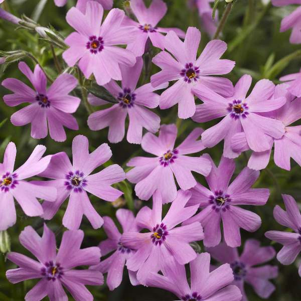 PHLOX FORT HILL