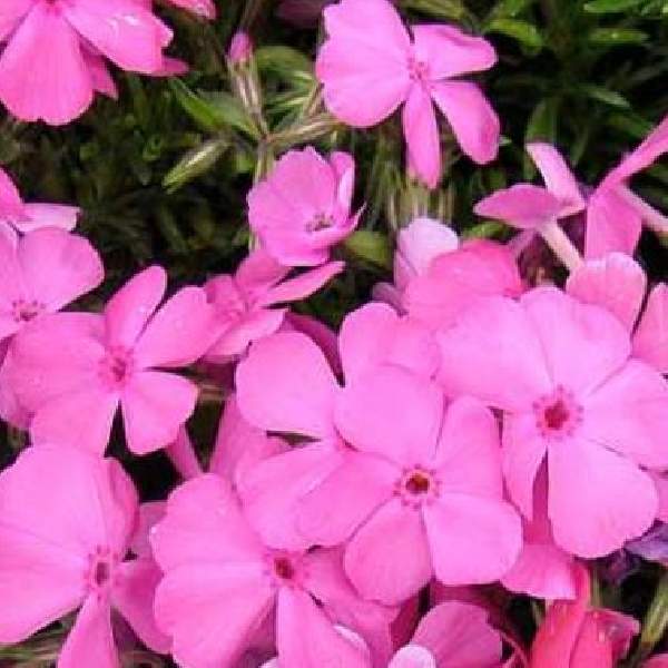 PHLOX MCDANIELS CUSHION