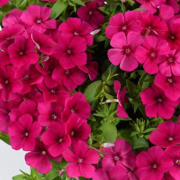Phlox Phloxstar Magenta