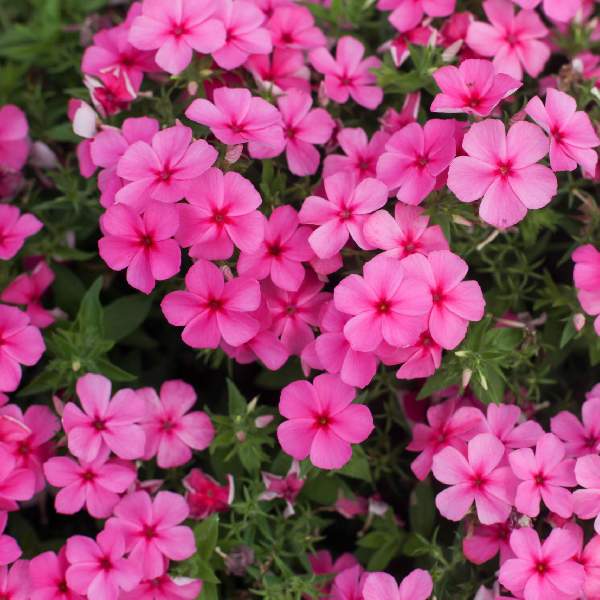 Phlox Phloxstar Pink 26
