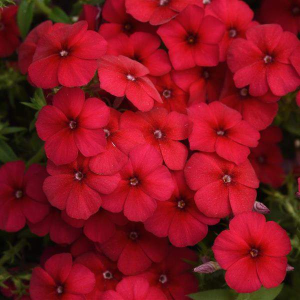 PHLOX PHLOXSTAR RED