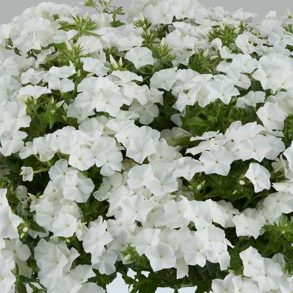 Phlox Phloxstar White Imp