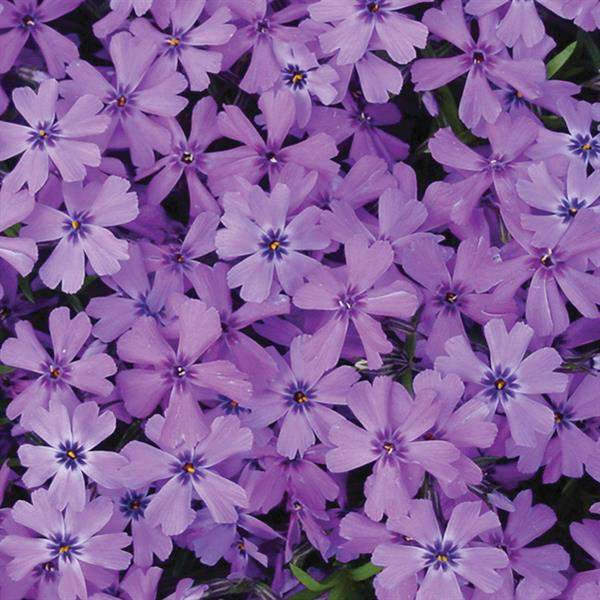PHLOX PURPLE BEAUTY