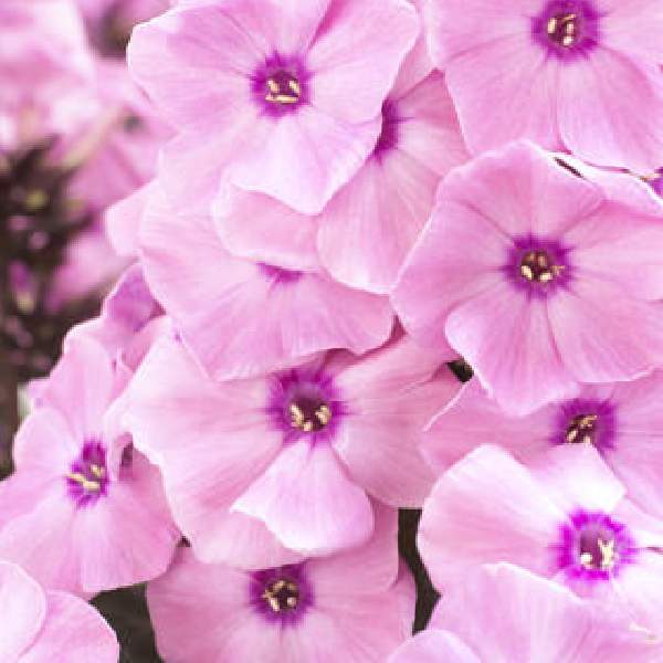 PHLOX SWEET SUMMER DREAM ORANGE ROSE