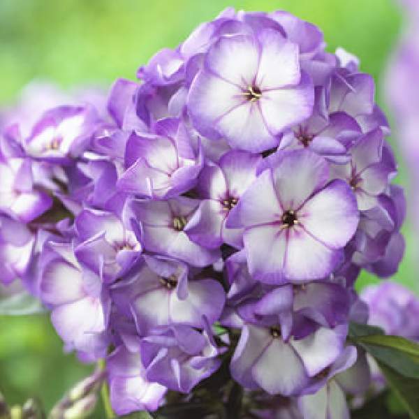 PHLOX SWEET SUMMER FANTASY PURPLE BICOLOR