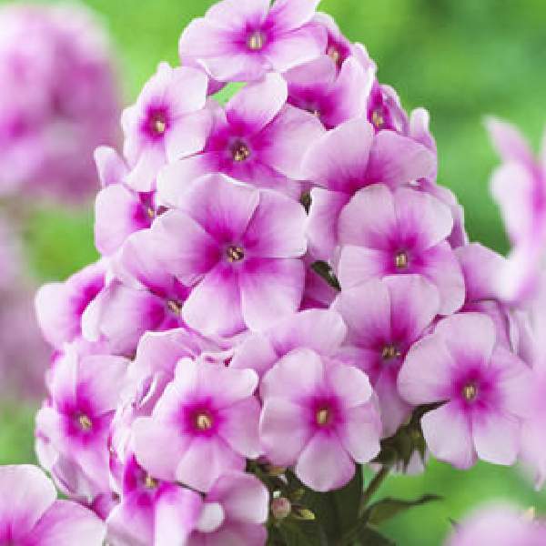 PHLOX SWEET SUMMER FESTIVAL COMPACT ROSE DARK EYE