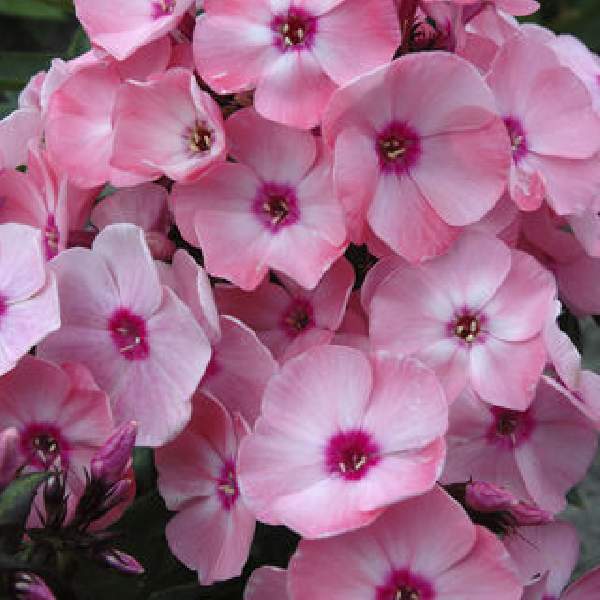 PHLOX SWEET SUMMER QUEEN SALMON ORANGE DARK EYE