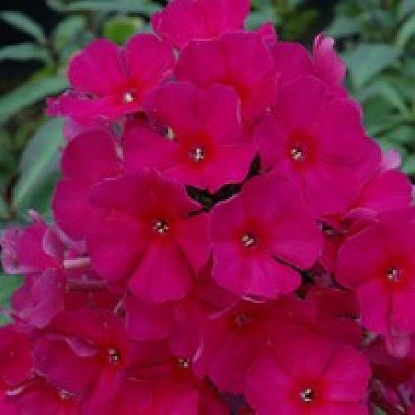 phlox-sweet-summer-red-phlox-1660224200.jpg