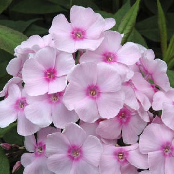 PHLOX SWEET SUMMER SENSATION SOFT PINK