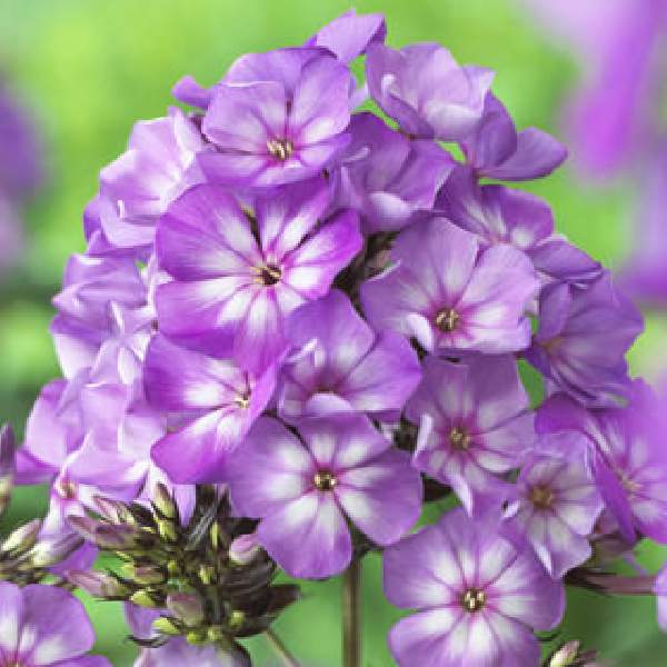 PHLOX SWEET SUMMER SURPRISE VIOLET WHITE