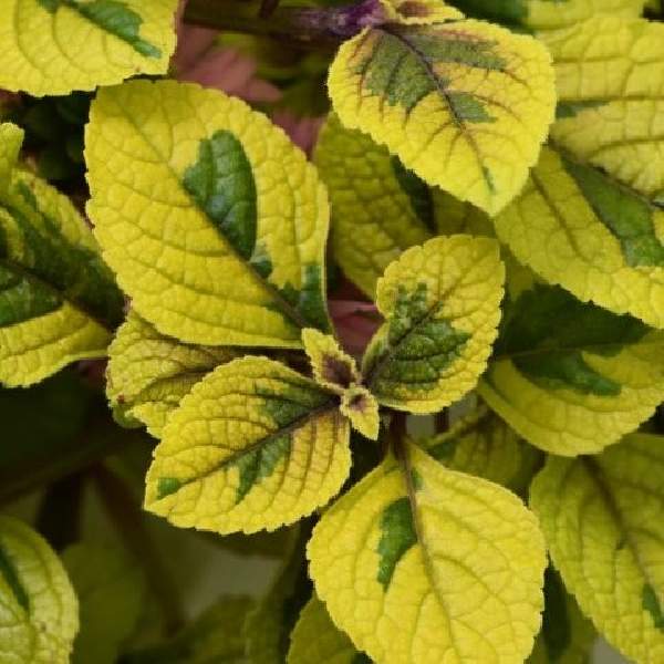 Plectranthus