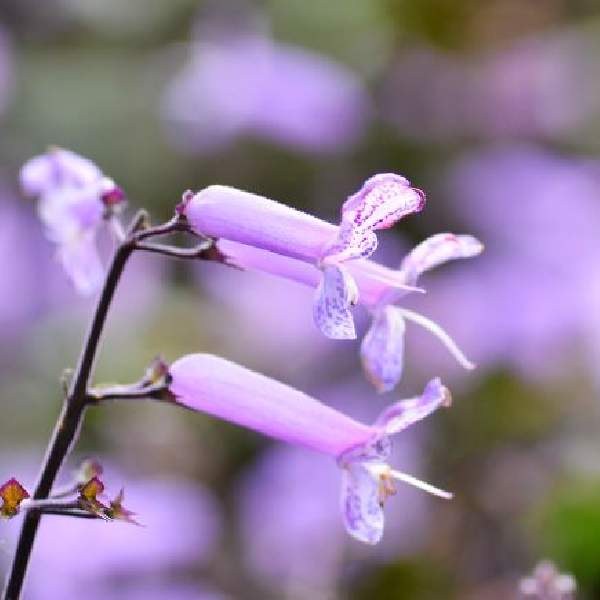 Wholesale Plectranthus Houseplant Starter Plants