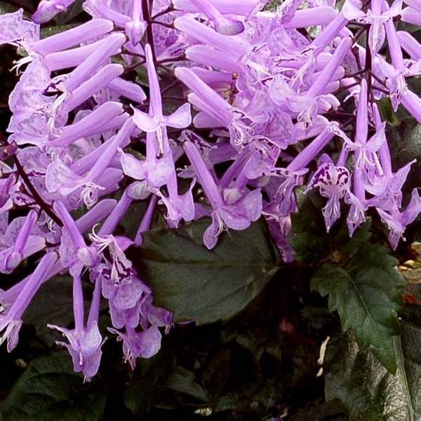 plectranthus-velvet-elvis-plectranthus-1660225475.jpg