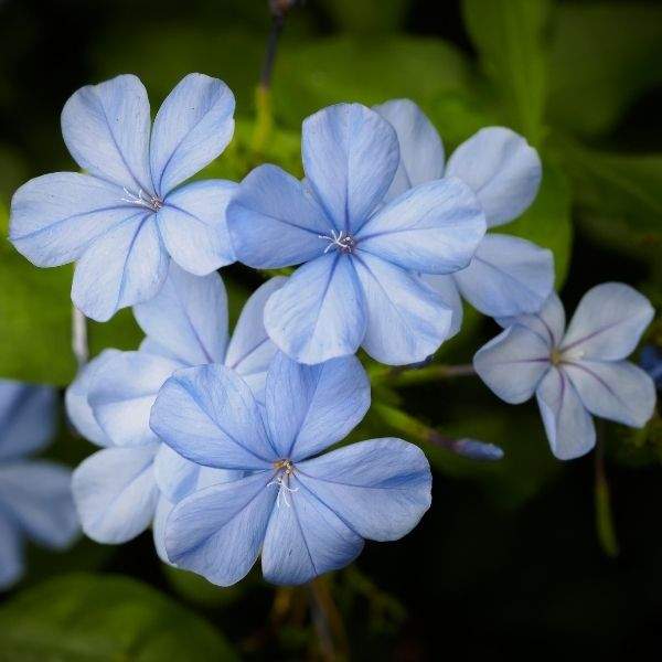 Plumbago