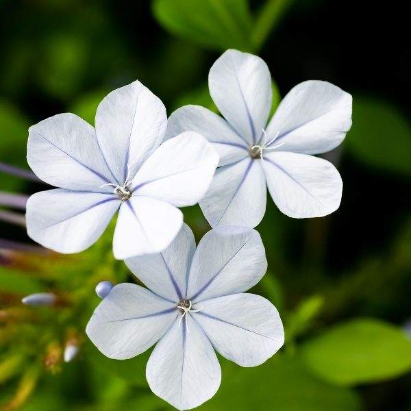 PLUMBAGO AURICULATA WHITE