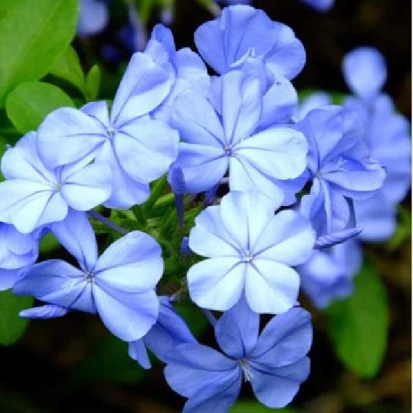 PLUMBAGO DARK BLUE