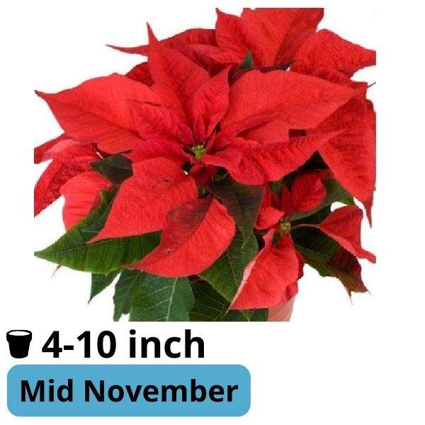 Poinsettia Aida Red