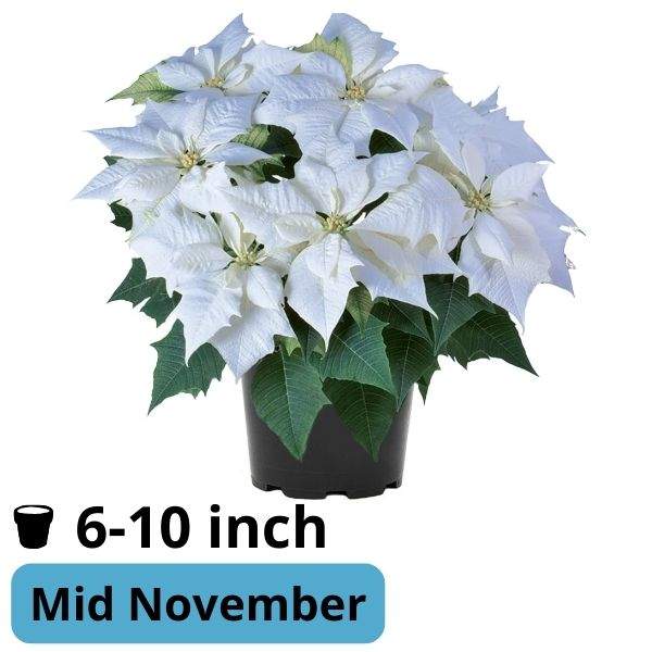 Poinsettia  Alaska White