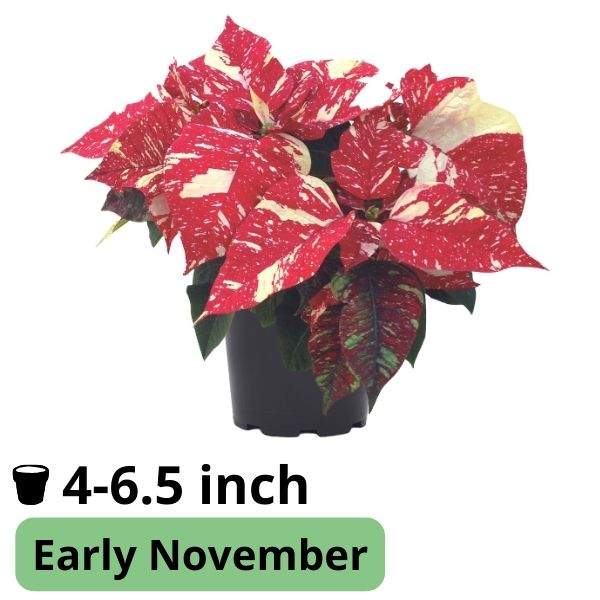 Poinsettia Amarena Early Glitter