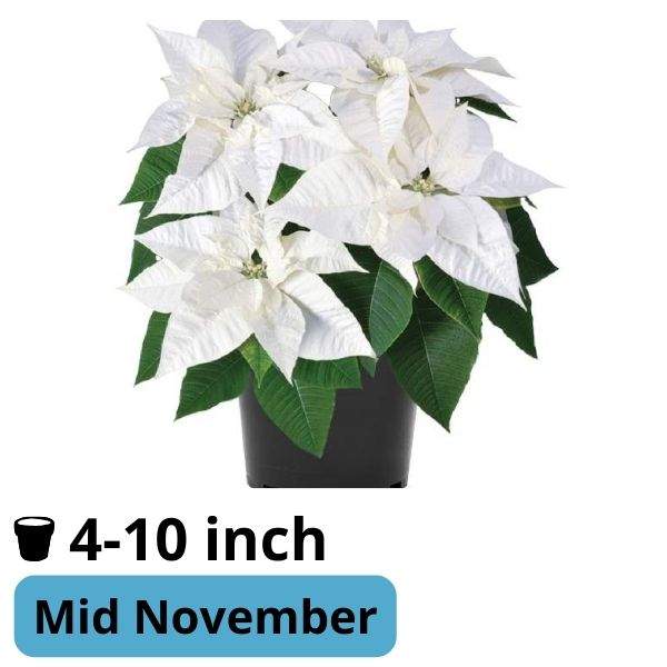 Poinsettia Biancaneve White