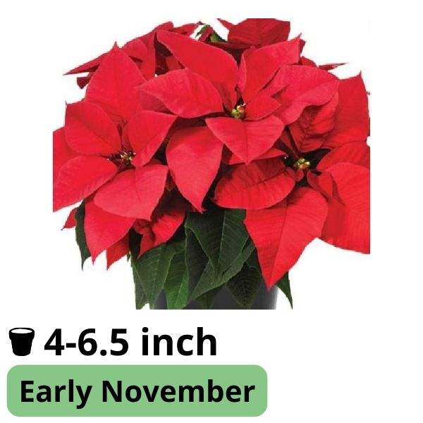 Poinsettia Carmen Red