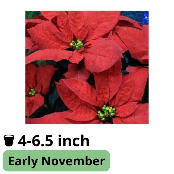 Poinsettia Desiderio Red