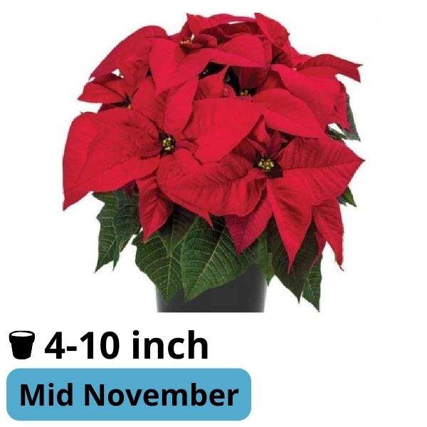 Poinsettia Maestro Red
