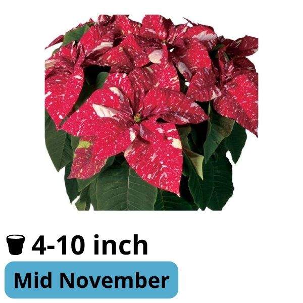 Poinsettia Superba New Glitter