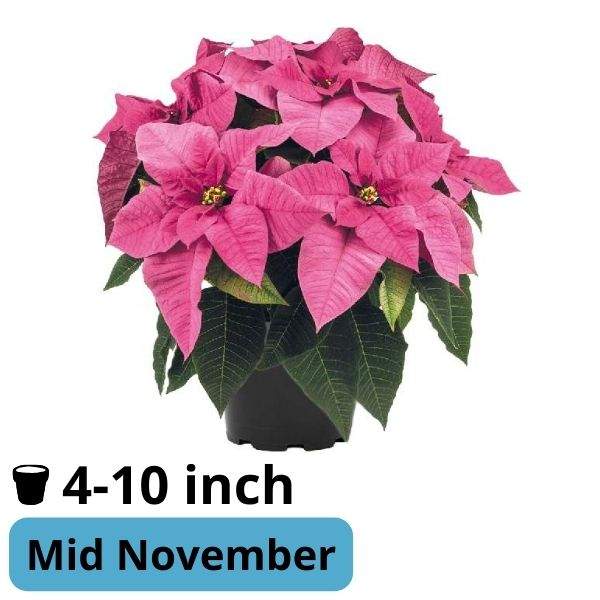 Poinsettia Superba Pink
