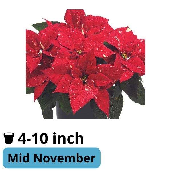 Poinsettia Superba Poker Dk Glitter